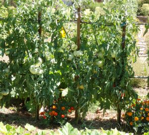 Œillets d’Inde au pied des tomates © J.M. Muller