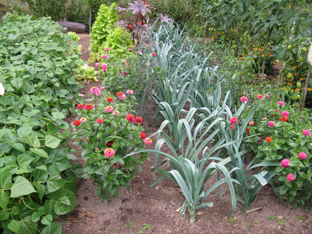 Association fleurs légumes