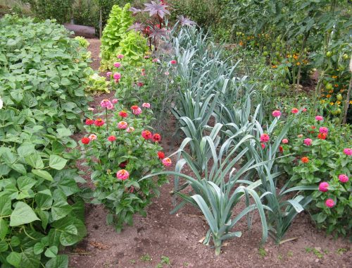 Association fleurs légumes