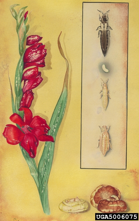 Illustration Thrips simplex et glaïeul. © Art Cushman