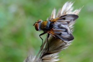 Ectophasia crassipennis – parc du château de Grouchy à Osny © CACP – Gilles Carcassès