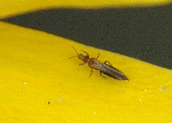 Thrips du glaïeul © Peters