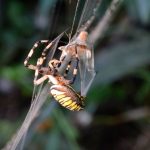 10-Capture d'insecte (parfois gros) © Y. Fayol