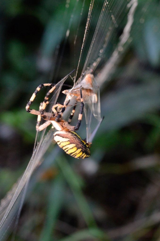 10-Capture d'insecte (parfois gros) © Y. Fayol