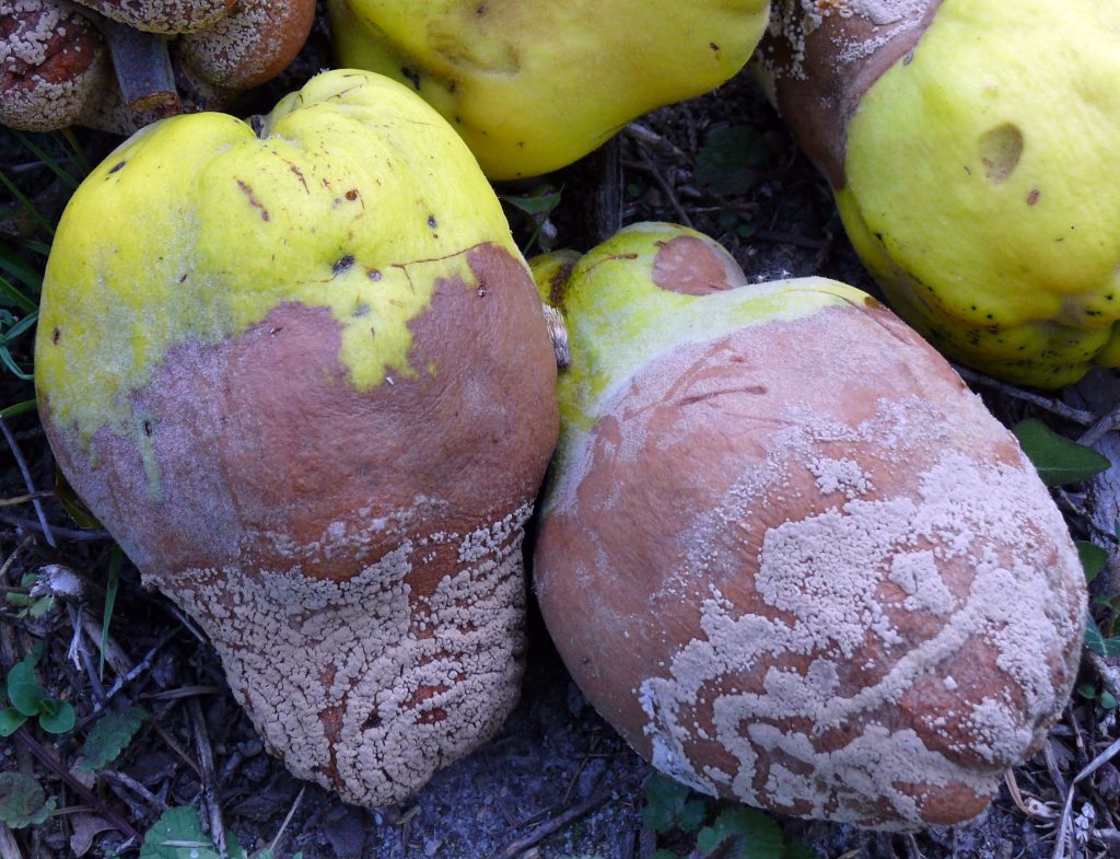 14-Déssins de la moniliose sur les coings © J.C Ferail