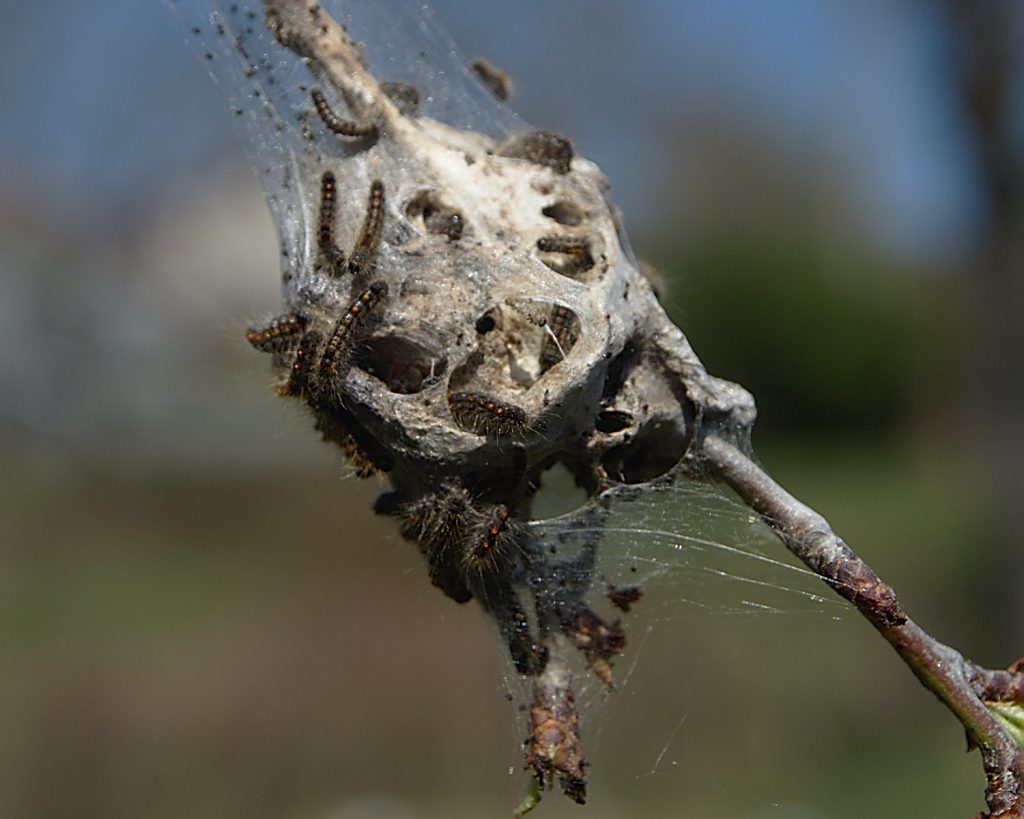 22-Prune de chenilles © J. Hanston