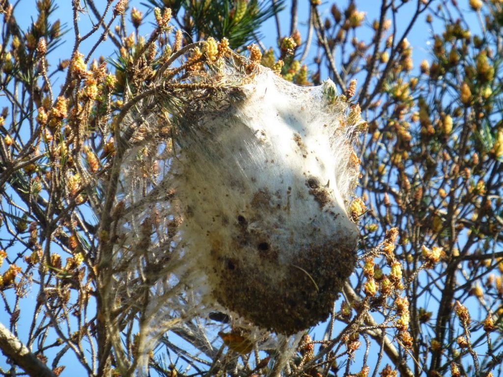 39-Boule de poil © C. Menzin