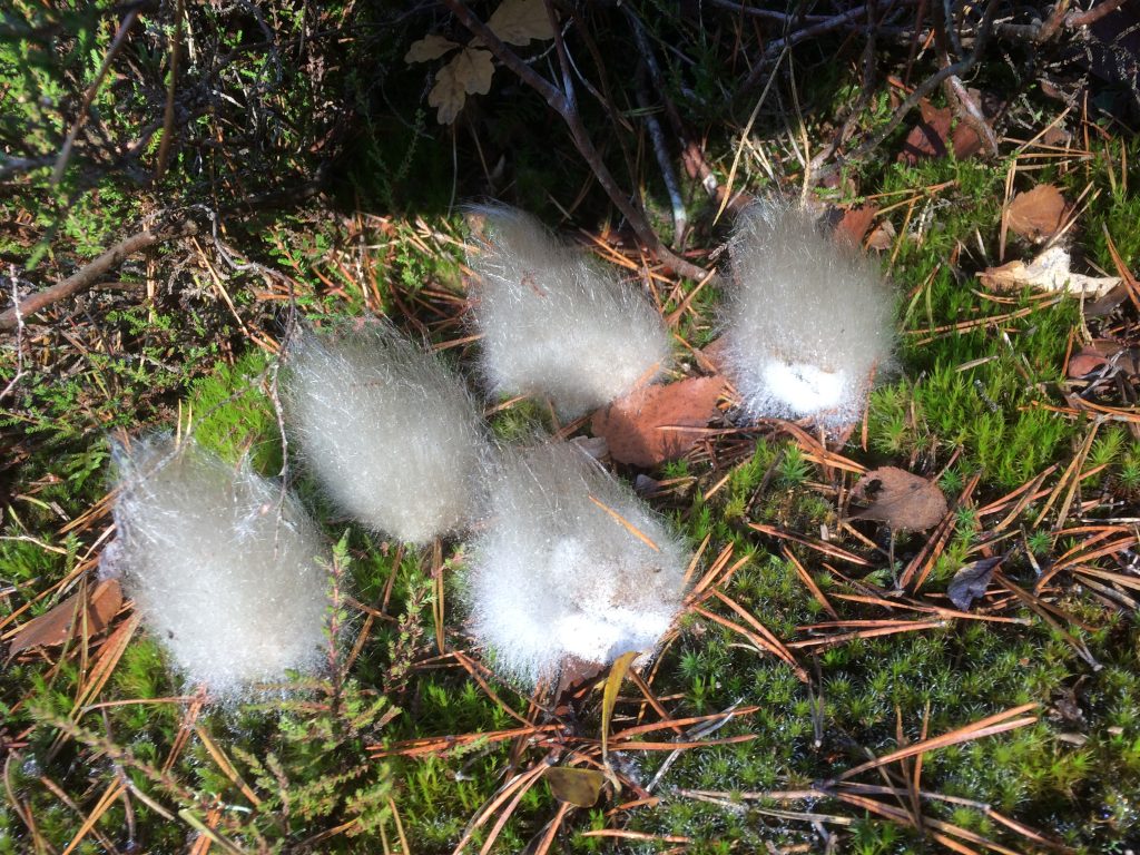 52-Moisissures sur... crottes de chien © C. Rastouil