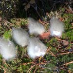 52-Moisissures sur... crottes de chien © C. Rastouil