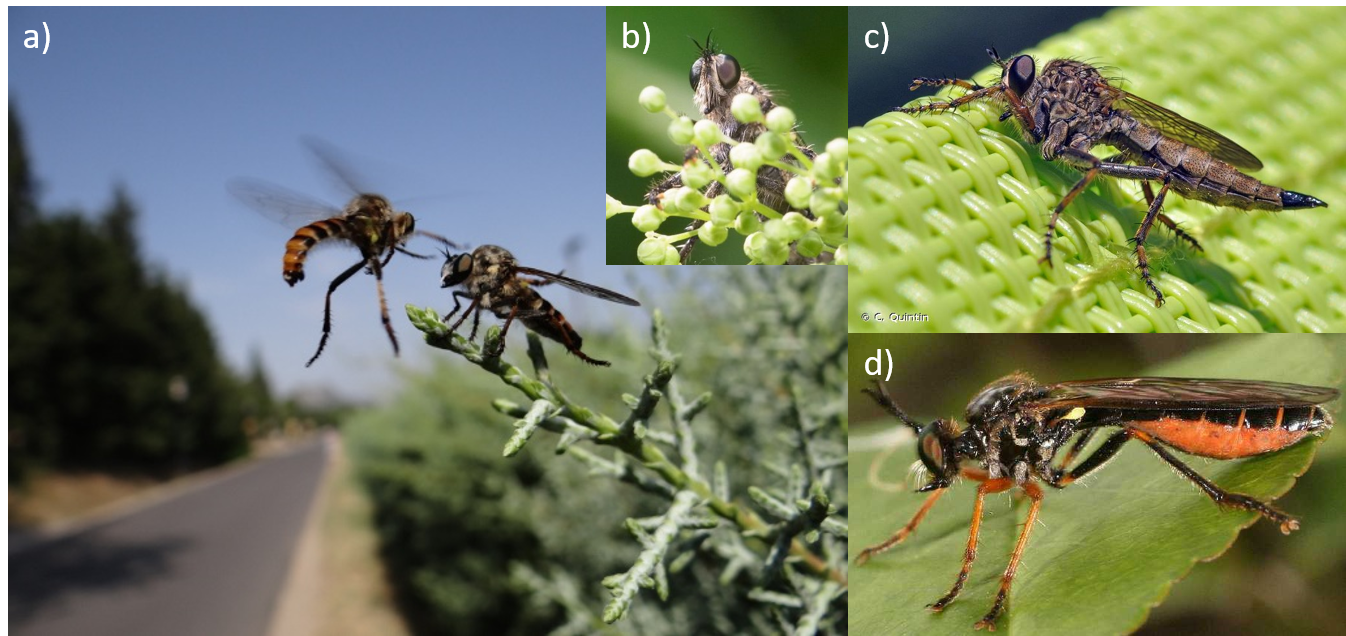 Insecta De Mouches De Voleur : Diptère : Asilidae Que La Mouche