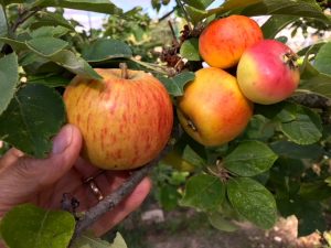 Différence de taille entre une pomme dont l’arbre a été éclairci (à gauche) et des fruits issus d’un arbre non éclairci (à droite)