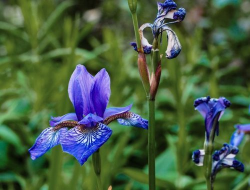 Iris fanée