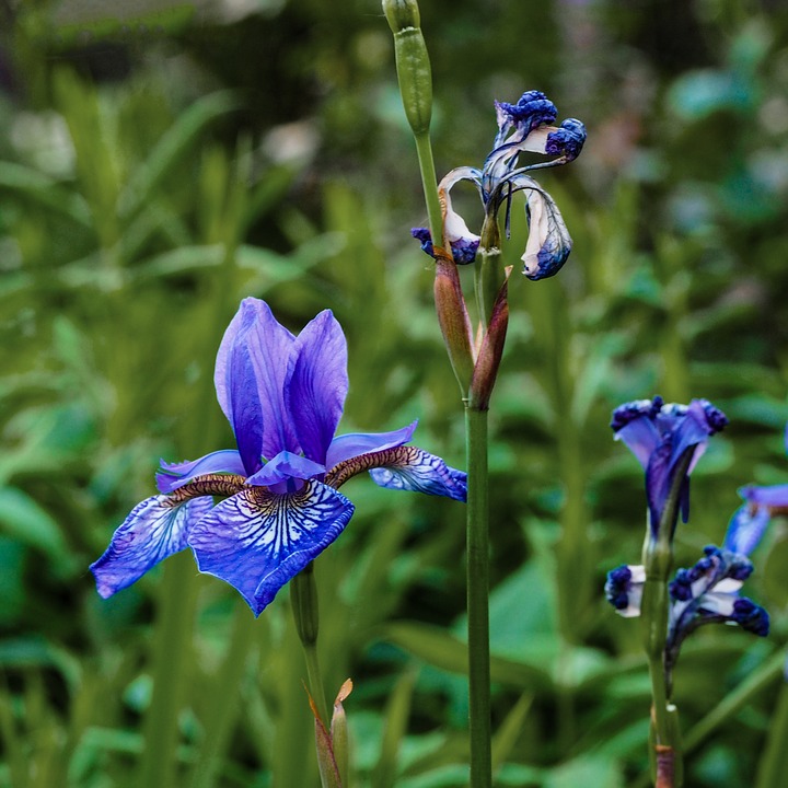 Iris fanée