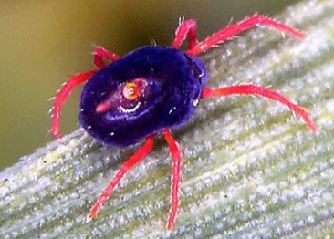 Penthaléide subsphérique avec ouverture anale en cratère sur le dos...(photo P.Garcelon)