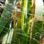 65-Stabilimentum d'Argiope bruennichi © M. Baillet