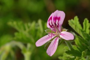 L'acide pélargonique est un acide gras. On le retrouve naturellement dans le chrysanthème ou le pyrèthre de Dalmatie