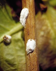 Cochenilles pulvinaires de l'hortensia (c) J. Jullien