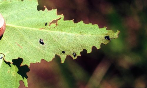 Excréments caractéristiques & dégâts sur feuilles de lilas causés par l’otiorhynque (Otiorhynchus sulcatus), un insecte de la famille des charançons. © Whitney Cranshaw