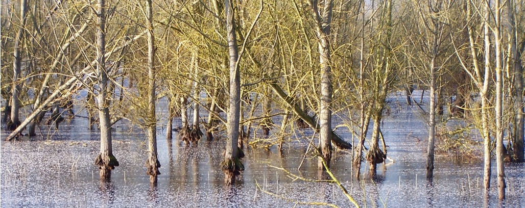 Le marais de LARCHANT