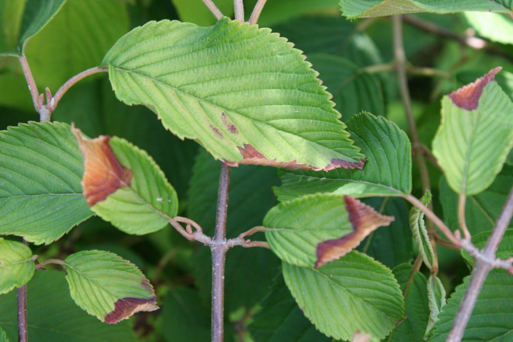 Sécheresse sur Viburnum (c) M. Javoy