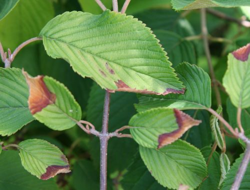 Sécheresse sur Viburnum (c) M. Javoy