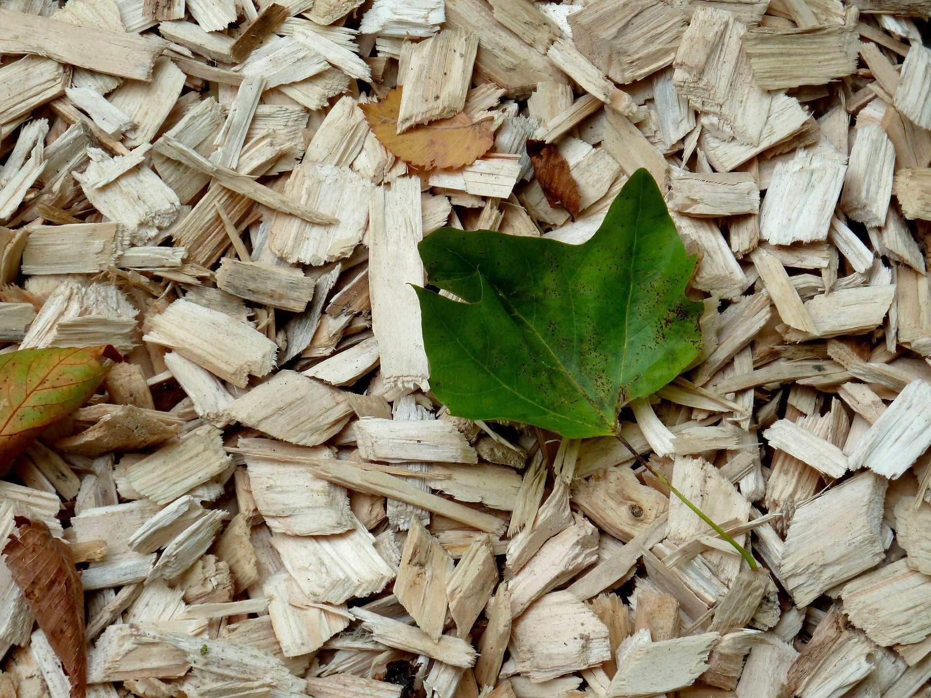 copeaux de bois pour paillage au jardin