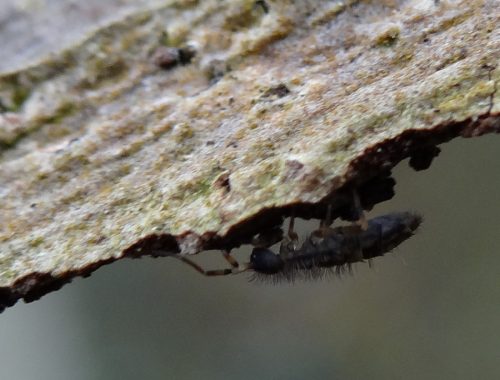 Collembole Entomobryidae © Gilles Carcassès