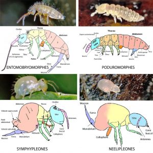 Description morphologique des différentes familles de collemboles © P. Garcelon