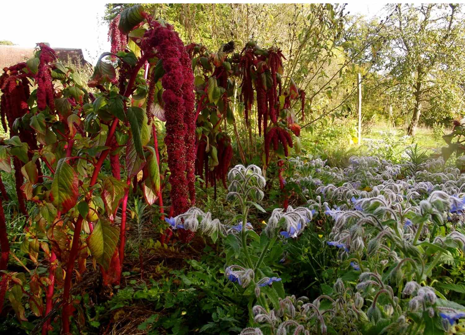 Le jardin de Nathalie Ranjon