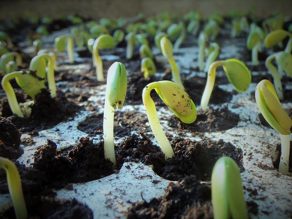 MOOC semences végétales, quels enjeux pour notre avenir ?