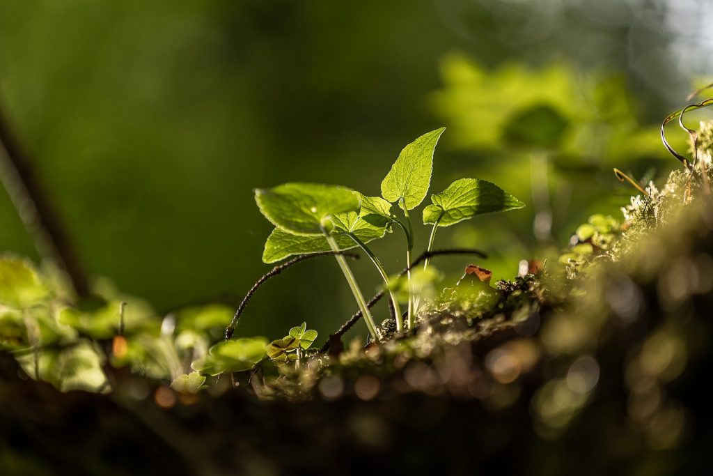 Préservation du sol dans un jardin pour le climat