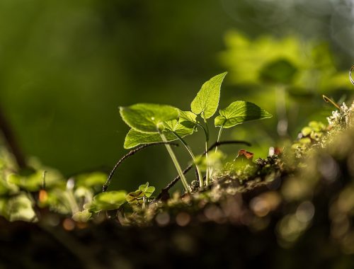 Préservation du sol dans un jardin pour le climat