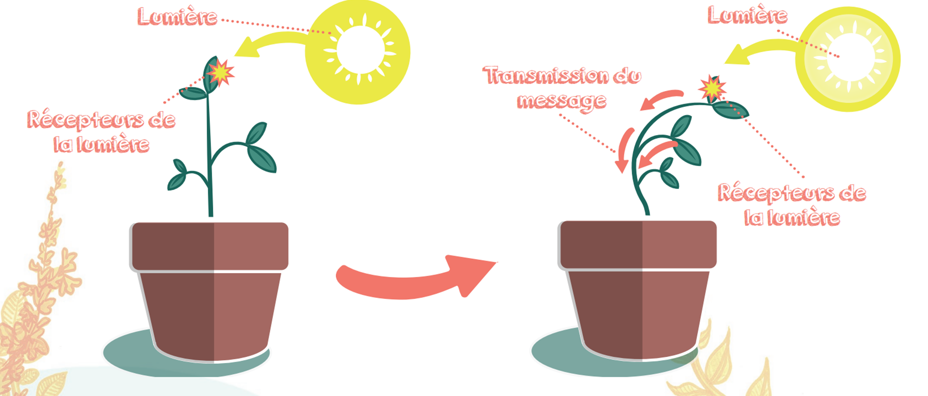 Schéma explication du phototropisme