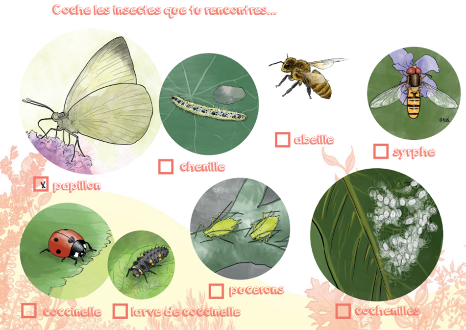 3 solutions naturelles pour le contrôle des insectes