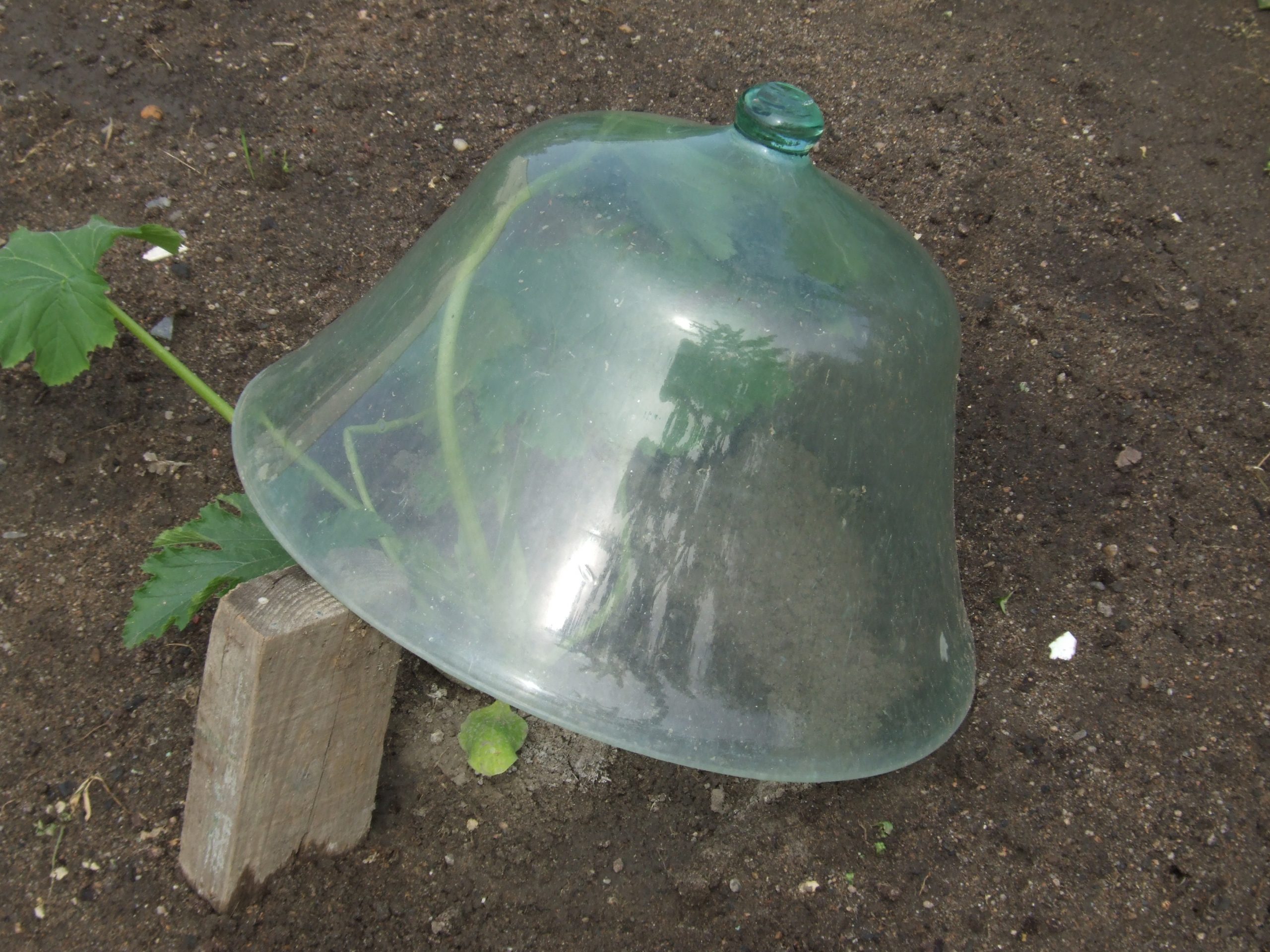 Cloche maraîchère en verre © Michel Javoy