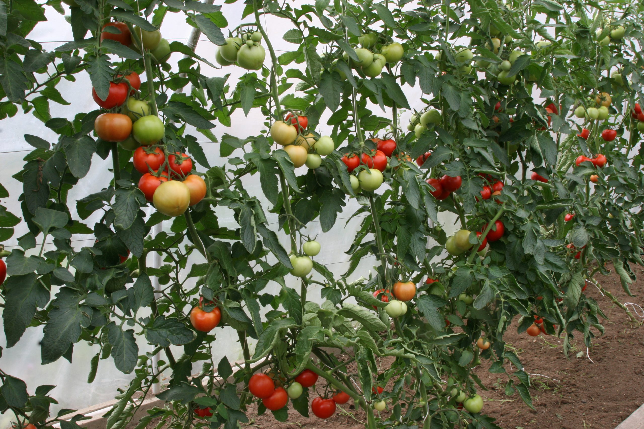 Culture de tomates, plants greffés, sous abri plastique amateur © Michel Javoy