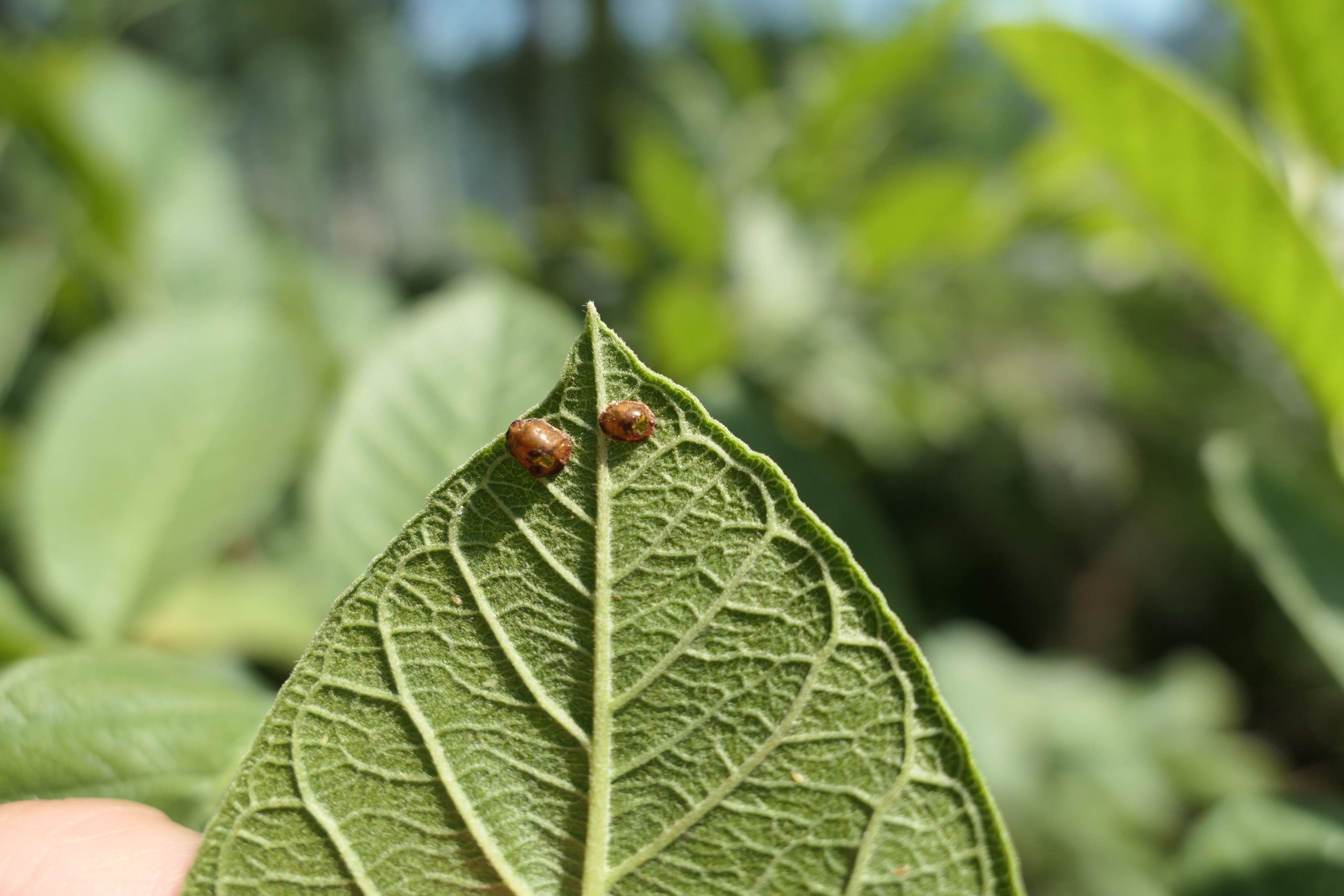 Des forêts mélangées pour lutter contre les insectes ravageurs