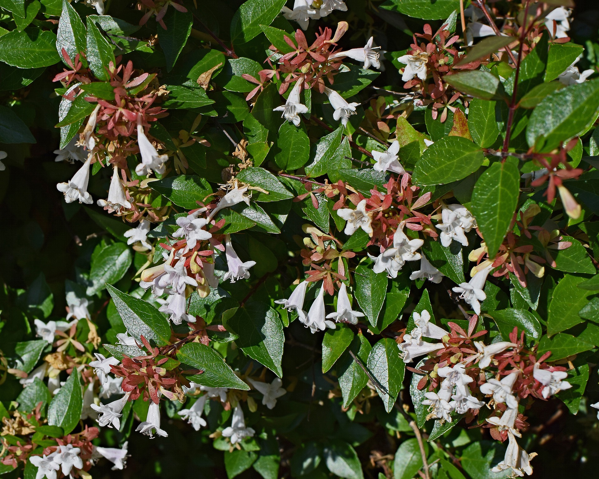 abelia-grandiflora
