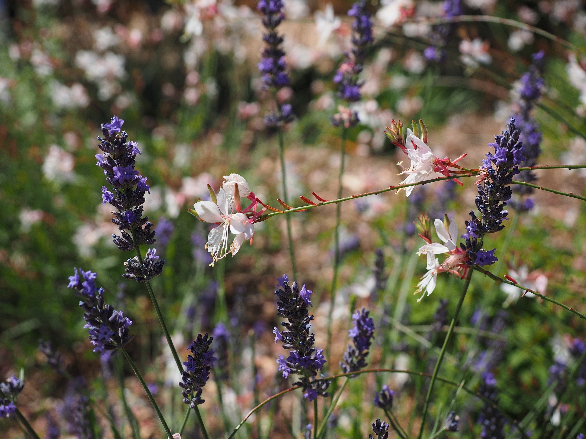 gaura et lavande