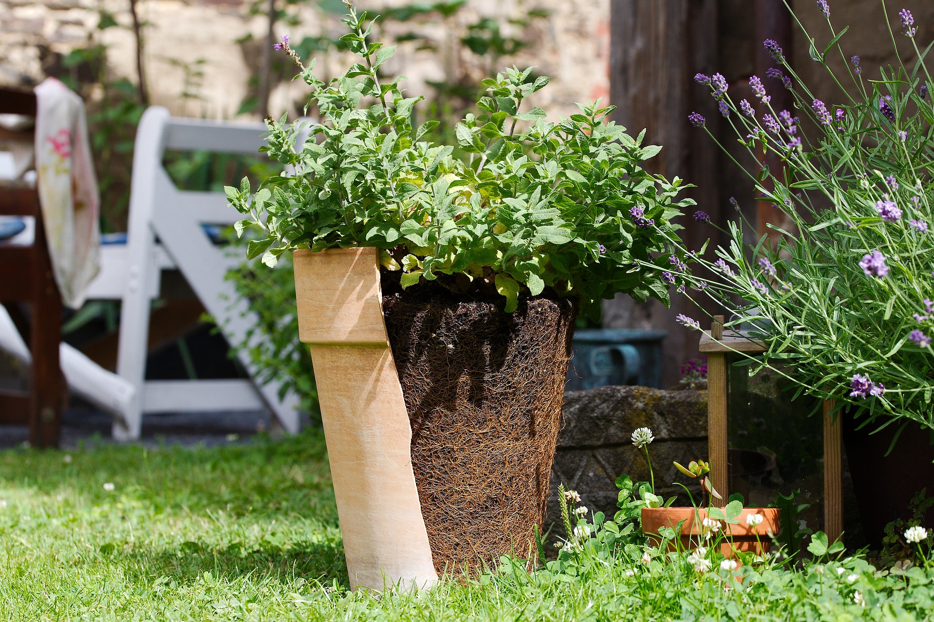 plante en pot avec racines