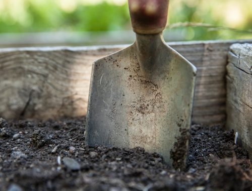 Rempotage des plantes en pot