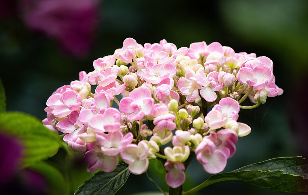 hydrangea-macrophylla-ayesha