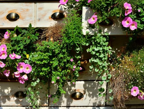 Petunias en pot