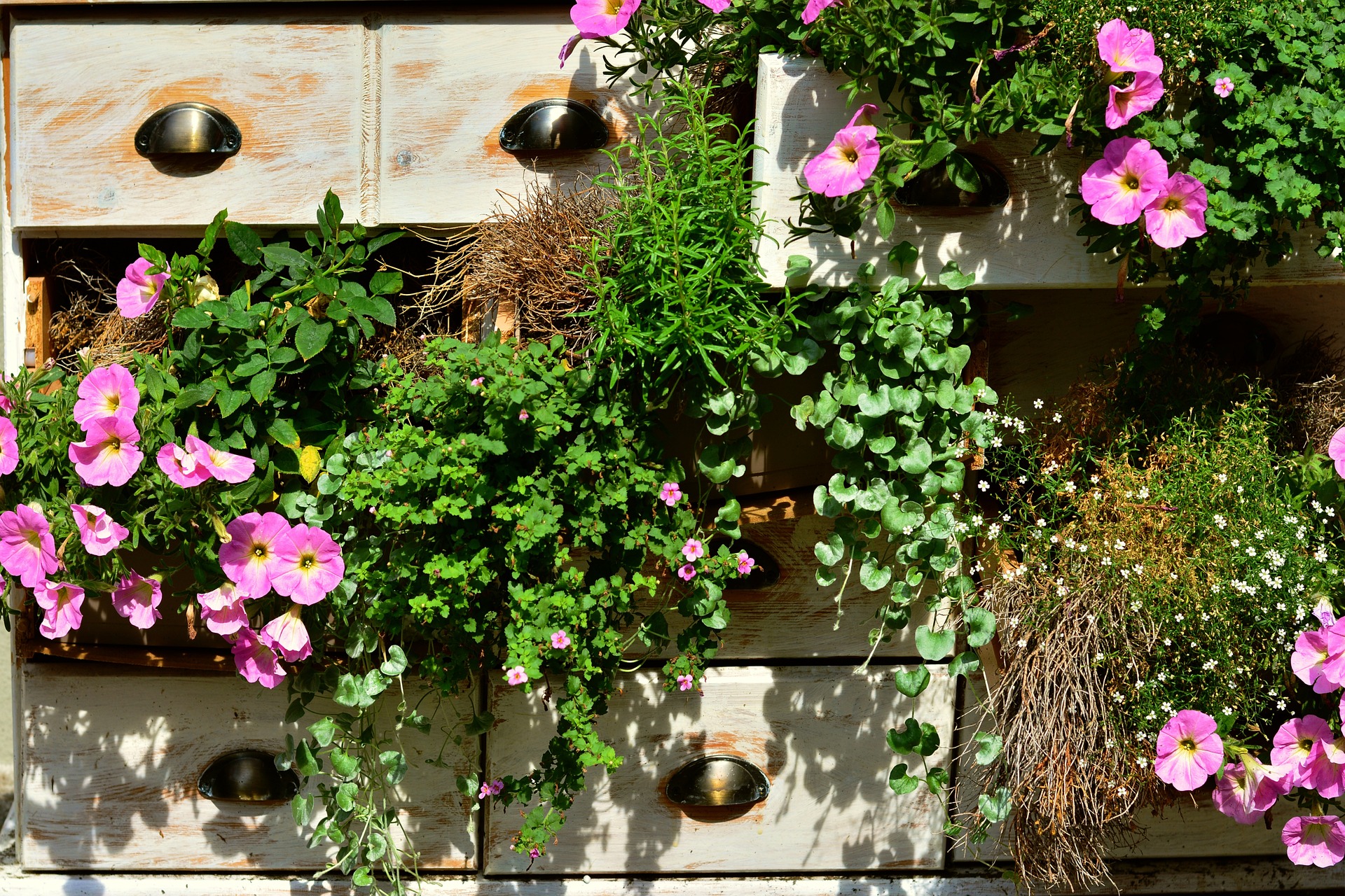 Petunias en pot