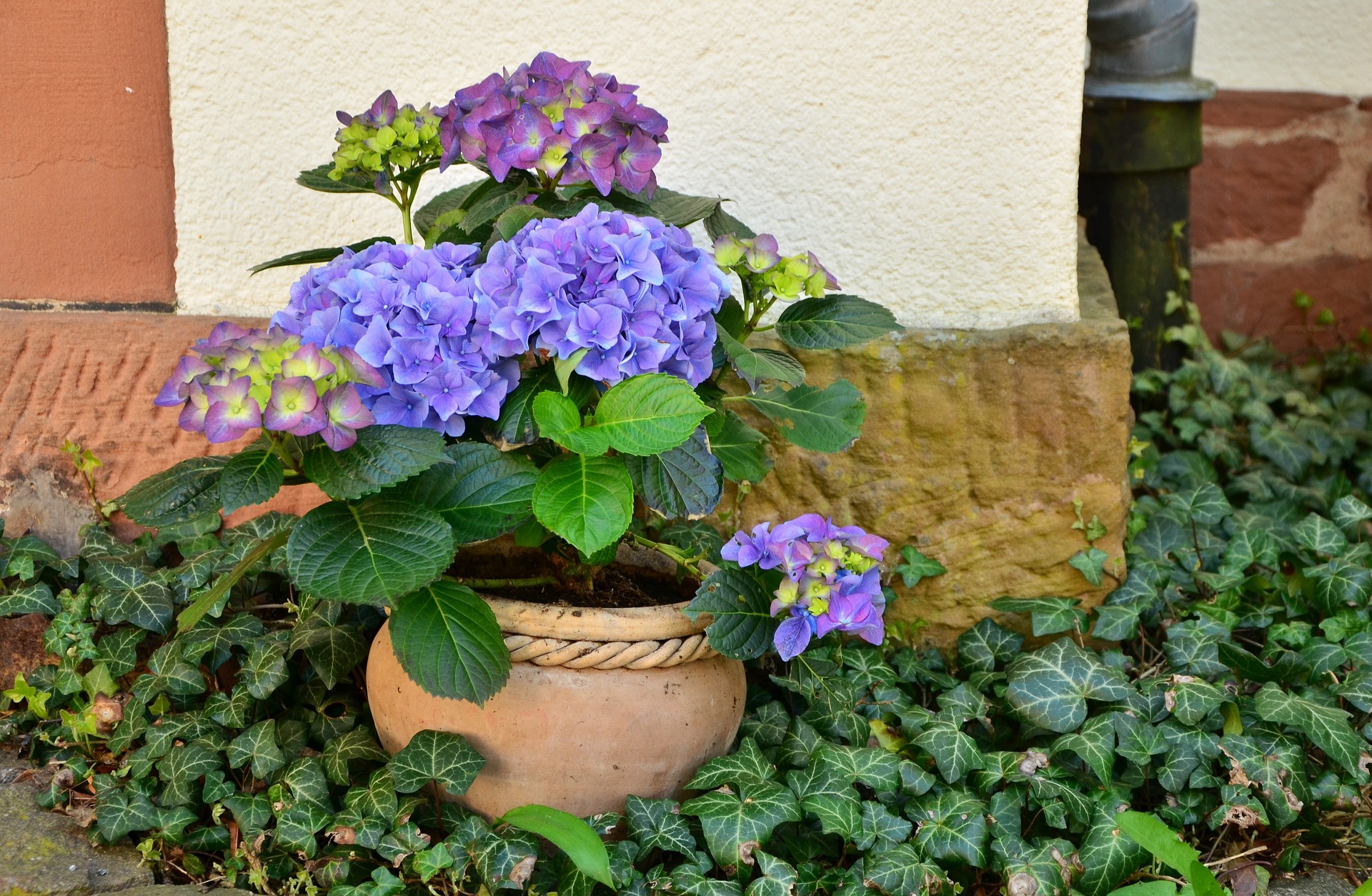 Pots à réserve d'eau balcon et terrasse : Pots et contenants plantes et  balcon terrasse - botanic®