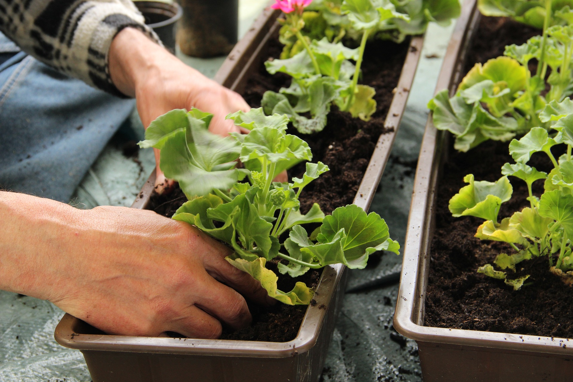 Rempotage plantes en pot