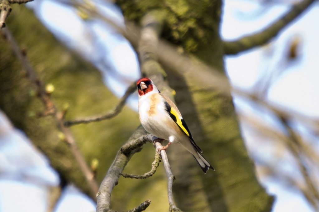 Oiseau des jardins - chardonneret élégant