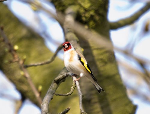 Oiseau des jardins - chardonneret élégant