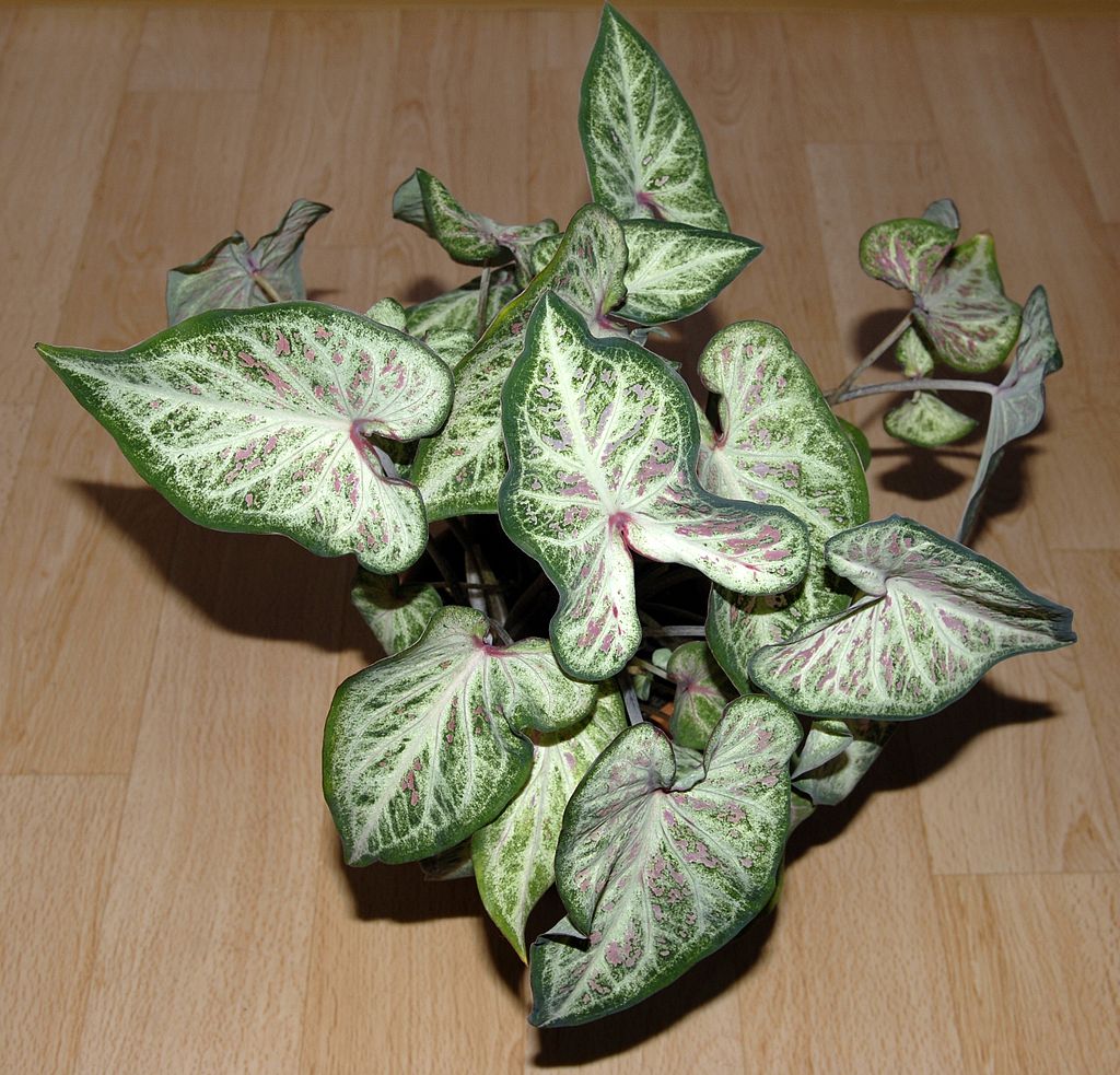 Caladium, plante d'intérieur