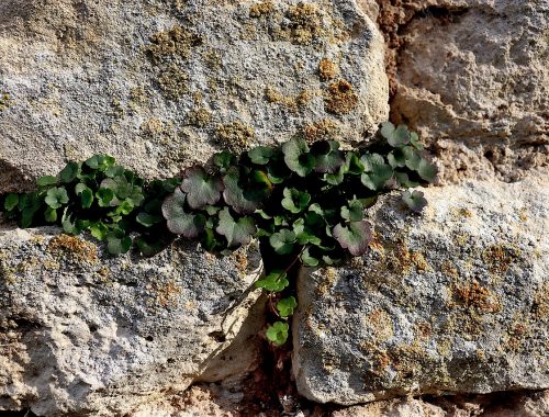 Plante spontannee poussant entre des pierres